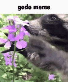 Godo Meme GIF - Godo Meme Godo Meme GIFs