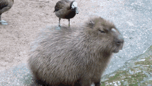 Duck Capybara GIF - Duck Capybara Cuddle GIFs