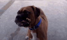 peanut butter dog cute dog lick boxer dog