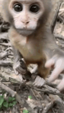 ape rat