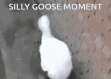 Silly Goose Silly Goose Moment GIF - Silly Goose Silly Goose Moment GIFs