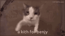 Benjy Cat GIF - Benjy Cat Kith GIFs
