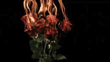 Rose Flowers GIF - Rose Flowers Flame GIFs