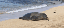 Moving Seal Workout GIF - Moving Seal Seal Workout GIFs