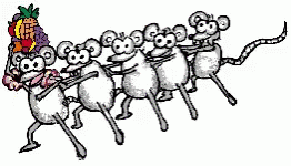 Conga rats