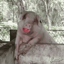 Funny Animals Tongue Out GIF - Funny Animals Tongue Out Lick GIFs