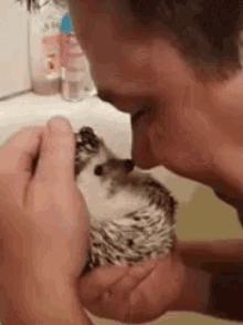 animal animals touch snuggle hedgehog
