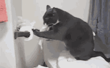 Cat Bathroom GIF - Cat Bathroom Toilet Paper GIFs