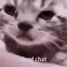 Dead Chat Sad Cat GIF - Dead Chat Sad Cat GIFs