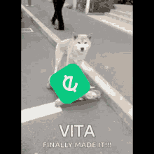 Vita GIF - Vita GIFs