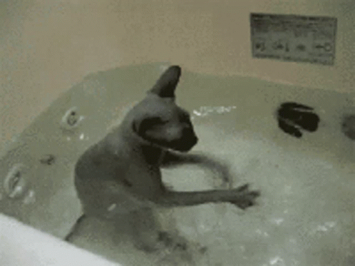 Cat Swimming Gif Bath, Cat In A Bathtub Gif