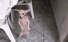 Laughing Funny GIF - Laughing Funny Dancing Dog GIFs