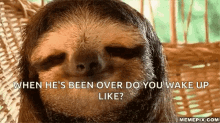 Hey There Good Morning Sloth GIF - Hey There Good Morning Sloth Animal GIFs