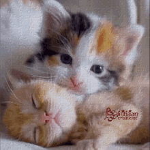 Alishaan Goodnight GIF - Alishaan Goodnight Kitten GIFs