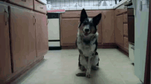 No Way Out GIF - Dogs Retreat Back Up GIFs