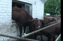 Cows Cattle GIF - Cows Cattle Leave GIFs
