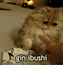 Gin Ibushi Your Turn To Die GIF - Gin Ibushi Your Turn To Die Gin GIFs