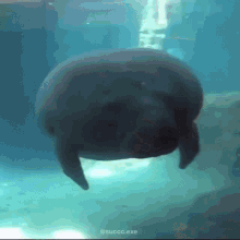 Chunky Seal GIF - Chunky Seal Bonk GIFs