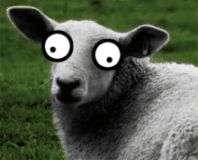 Silly Sheep - Silly GIF - Silly Sheep Upsidedownface GIFs