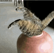 funny animals stuck vase cat