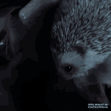 staatsloterij freddie hedgehog egel surprise