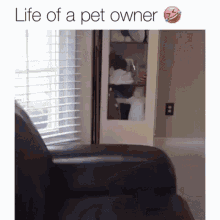 funny pet owner relatable cute peek