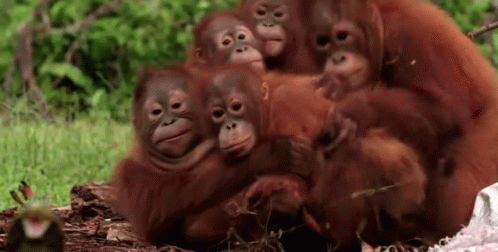 orangutan-family.gif