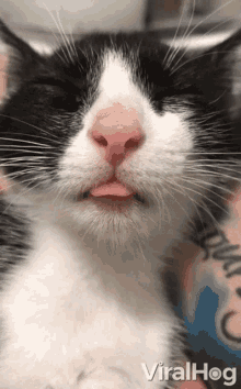 Sleeping Cat Kitty GIF - Sleeping Cat Cat Kitty GIFs