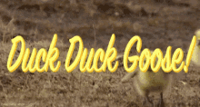 Duck Duck Goose GIF - Duck Duck Goose GIFs