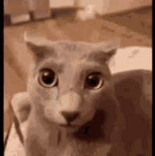 Cat Slideshow GIF - Cat Slideshow Funny GIFs
