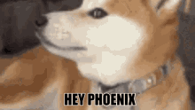 hi hiphoenix phoenix
