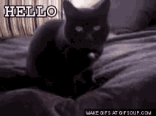 Hello There GIF - Hello There Cats GIFs
