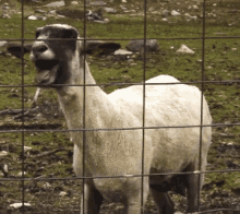 Huyazyuza Goat GIF - Huyazyuza Goat Screaming GIFs