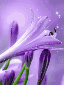 flower blooming