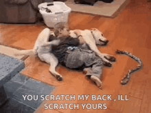 Funny Animals Dogs GIF - Funny Animals Dogs Scratch GIFs