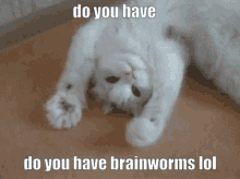 cat brainworms do you have brainworms do you