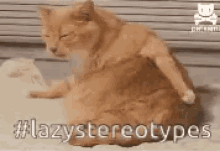 Lazy Stereotypes GIF - Lazy Stereotypes Cat GIFs