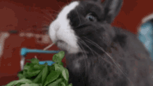 oreo the bunny oreo veggie lover cute