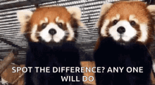 red panda pandas animals cute spot the difference