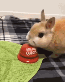 Bunny Rabbit GIF - Bunny Rabbit Carrots GIFs