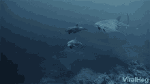 Whale Shark Dolphins GIF - Whale Shark Dolphins Swimming GIFs