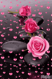 pink rose hearts love
