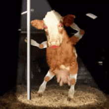 Cow Pole Dancing GIF - Cow Pole Dancing GIFs