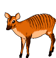 Antelope Duiker Sticker - Antelope Duiker Zebra Duiker Stickers