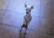 dog dance pet dog dance pet