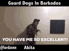 Excellent Akita GIF - Excellent Akita Barbados GIFs