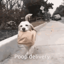 Poop Delivery Dog GIF - Poop Delivery Poop Delivery GIFs