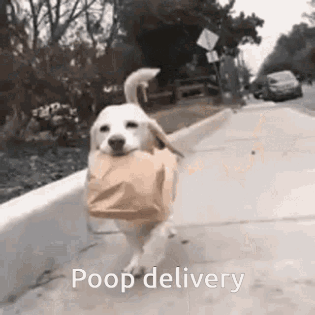 poop-delivery-poop.gif