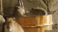 capybara onsen hot tub cute relax