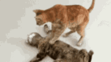 Pumping Rescue GIF - Pumping Rescue Cat GIFs